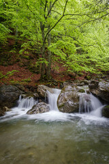Scenic view of river flowing in forest, Regional Natural Park of the Ligurian Alps, Italy