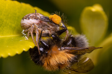 macro of a spider on a leaf close up eating bee
