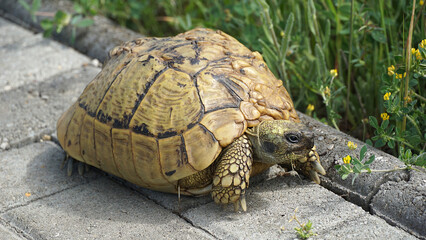 Large turtle crossing the pavement street very slowly