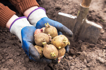 Farmer planting sprouts potatoes in soil in garden. Sowing organic potato with sprout close up