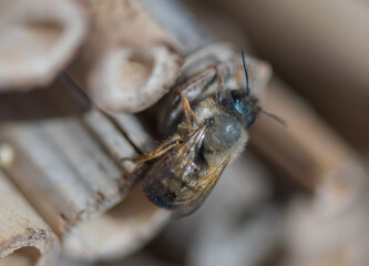 Solitary bee in the bug house in the garden - 602291819