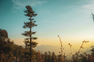 A beautiful picture of chir pine, blue pine, deodar and spruce tree with clods and sunset. A good background for quotes.