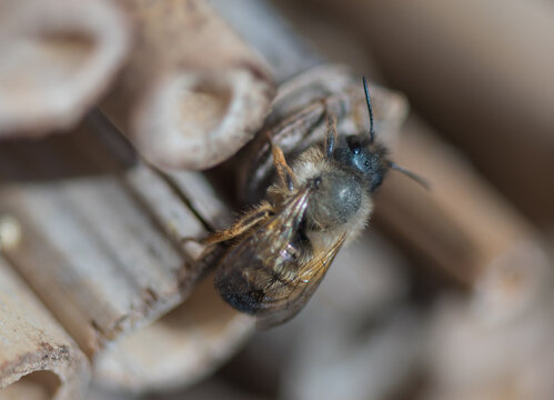 Solitary bee in the bug house in the garden