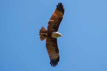 Amazing birds posing and flying. perfect for advertising.