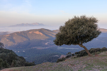 Lonely tree on the the top of La Mola Mountain in the Parc natural de Sant Llorenc del Munt i l'Obac, Valles Occidental, Catalonia, Spain. Montserrat mountain on background.
