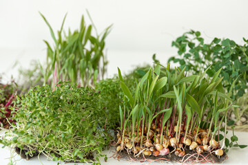Microgreens with seeds and roots. Germination of microgreens.