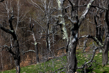 Old trees along the way