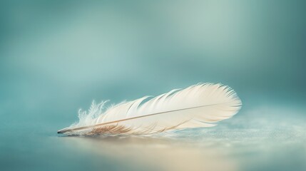 feather of a bird on a blue background. tinting. selective focus