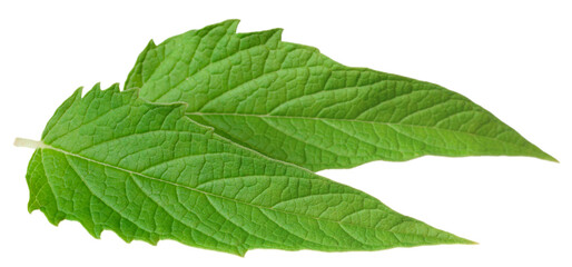 Obraz premium Fresh sesame leaves isolated on the white background.