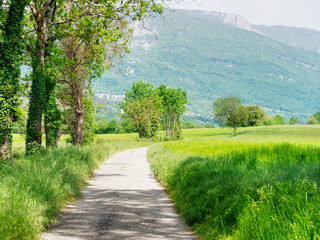 Small country road bordered with spring fields in Massignieu, Bugey, France