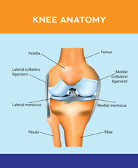 Anatomy of the human knee