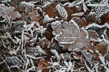Getrocknete Blumen sind mit einem ersten Frost überzogen, in Bayern, Deutschland.