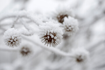 Getrocknete Blumen sind mit einem ersten Frost überzogen, in Bayern, Deutschland.