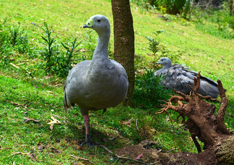 Beautiful birds of Australia. Spring.