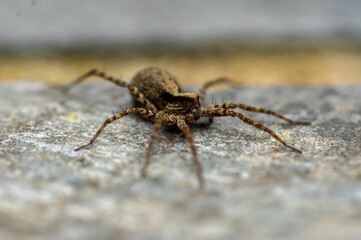macro shot spider on the ground