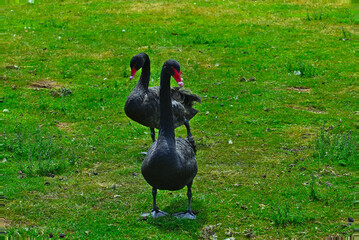 Beautiful birds of Australia. Spring.
