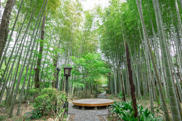 修善寺　新緑の竹林の小径