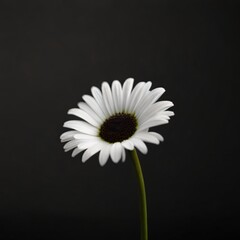 Single Daisy against a solid black background