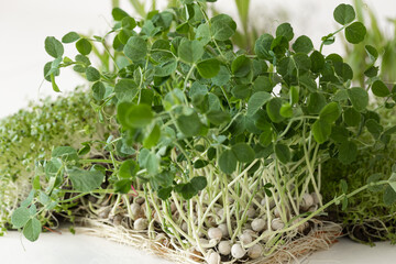 Germination of microgreens. Germination of seeds at home.