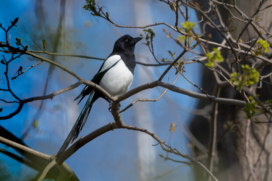 Sroka zwyczajna, sroka, sroka pospolita (Magpie, Pica pica)