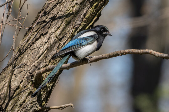 Sroka zwyczajna, sroka, sroka pospolita (Magpie, Pica pica)