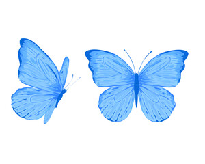Fototapeta premium blue butterfly isolated on white