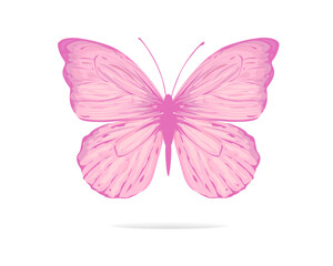 butterfly on white background