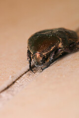 European rose chafer insect macro photo