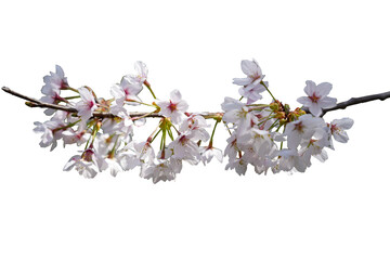Obraz na płótnie Canvas 桜の木の枝透過素材
