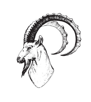 Wild ibex head, wild animal, mountain goat, capricorn zodiac sign, naturalistic vector illustration illustration isolated on white. Engraving, farm cattle.