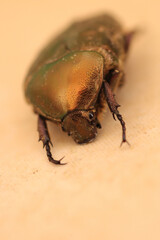 European rose chafer insect macro photo