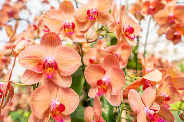 The Orange Phalaenopsis orchid flower blossom in garden