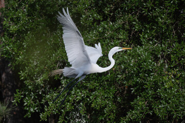 Great Egret displays its impressive wingspan as it flies past a wetland rookery.