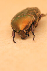 European rose chafer insect macro photo