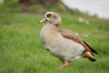 Nilgans auf der Wiese