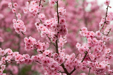 pink cherry blossom