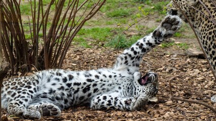 two young Persian leopards are playing © Tom