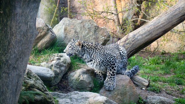 young Persian leopard is about to attack