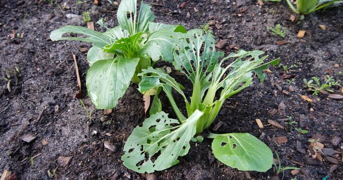 Close up of Bok Choy Brassica rapa subsp, a type of Chinese cabbage green leafy vegetables, with holes on leaves caused by slug or insects. Concept of pest control, organic food and backyard gardenin