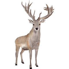 Naklejka na ściany i meble Hand painted watercolor forest deer 