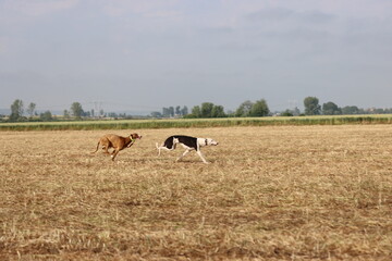 Spanish greyhound dog race hare hunting speed delivers passion