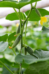 Organic cucumbers cultivation. Closeup of fresh green vegetables ripening in glasshouse