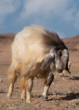 Goat goat on the desert in Arabia 