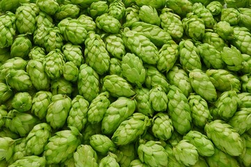 hop cones for use in the production of bread and beer