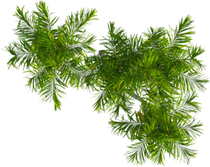 Top view of palm trees