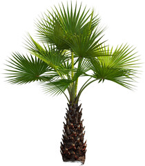 Side view of palm tree