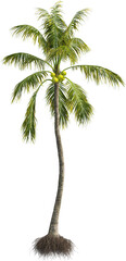Side view of palm tree