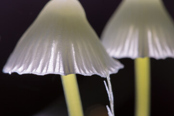 Mushrooms containing psilocybin on a dark background. Closeup with shallow depth of field. defocused background. backlight.