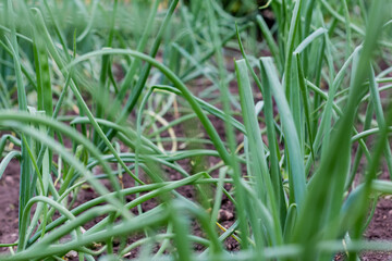 Green onions growing in the garden. spring vegetables. Organic food. Macro. Vertical