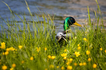 Fototapeta Kaczka w trawie i kwiatach na brzegu rzeki obraz